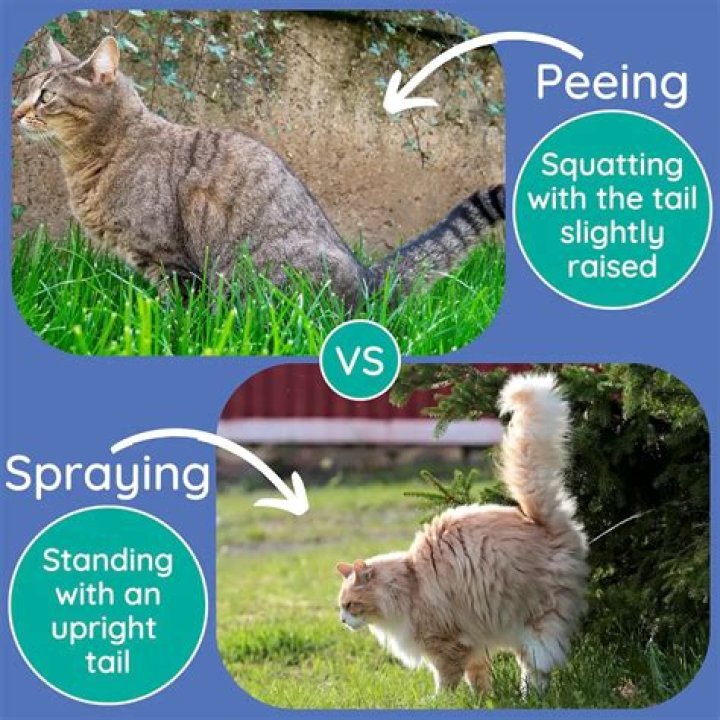 4 Reasons Your Cat Is Peeing Outside the Litter Box, Vets Say