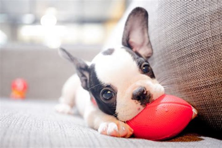 50 Adorable Puppy Pictures That Will Put a Smile on Your Face — Best Life