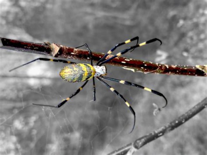 Giant "Parachuting" Spiders Are Spreading Fast and Can't Be Stopped