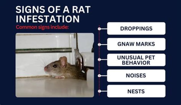 If You Live in These States, Prepare for a Rat Infestation, Experts Warn