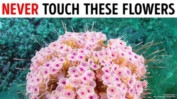 If You See These Flowers in Your Yard, Don't Go Near Them, Officials Warn