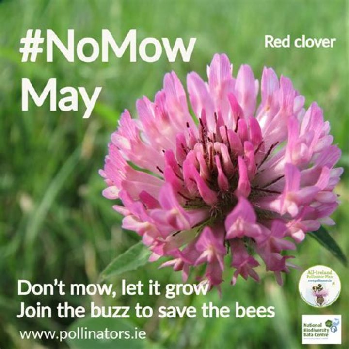 If You See This in Your Yard, Don't Mow Without a Mask and Gloves