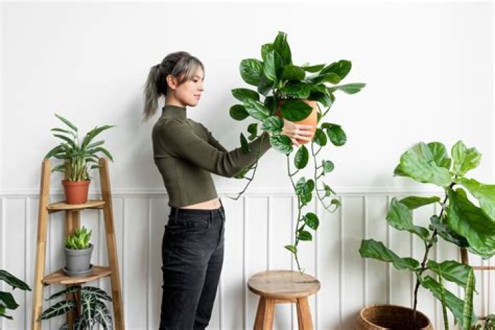 The 7 Best Houseplants for Beginners, Experts Say